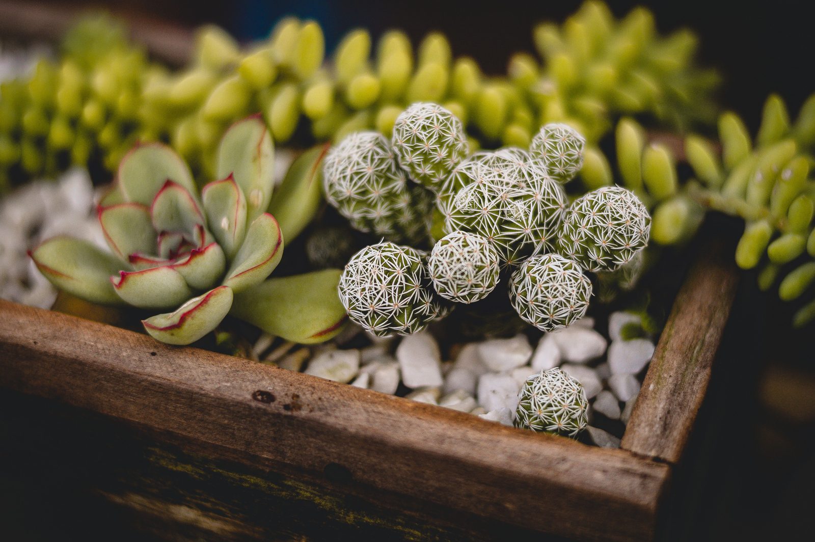 Stylish indoor plant with pebbles